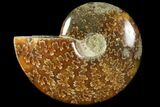 Polished, Agatized Ammonite (Cleoniceras) - Made agascar #119000-1